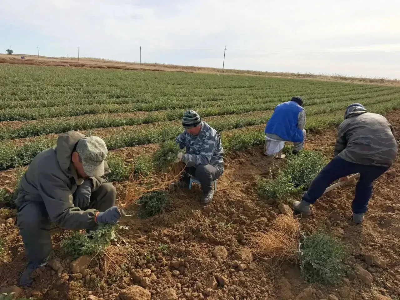 В Калмыкии отобрали сеянцы для осенней посадки леса